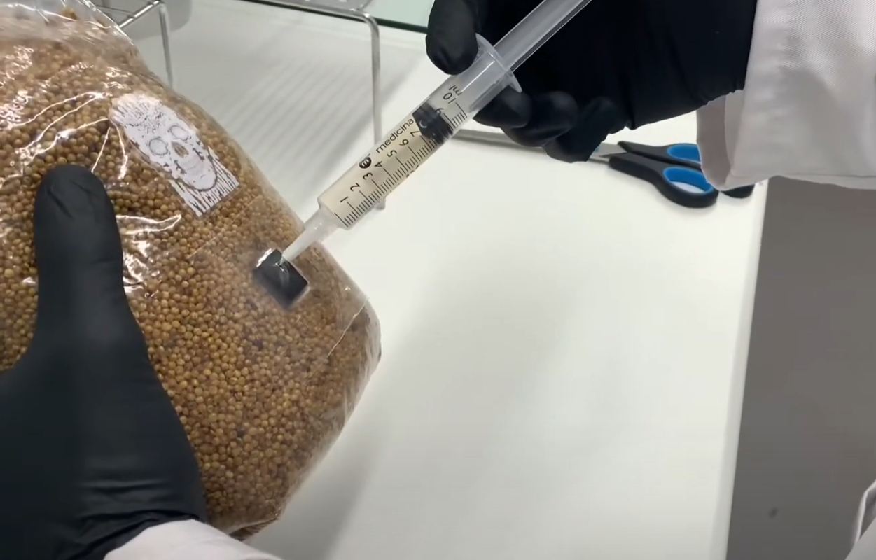Video laden: A video of someone injecting liquid culture into a bag of sterile mycopunks grain.