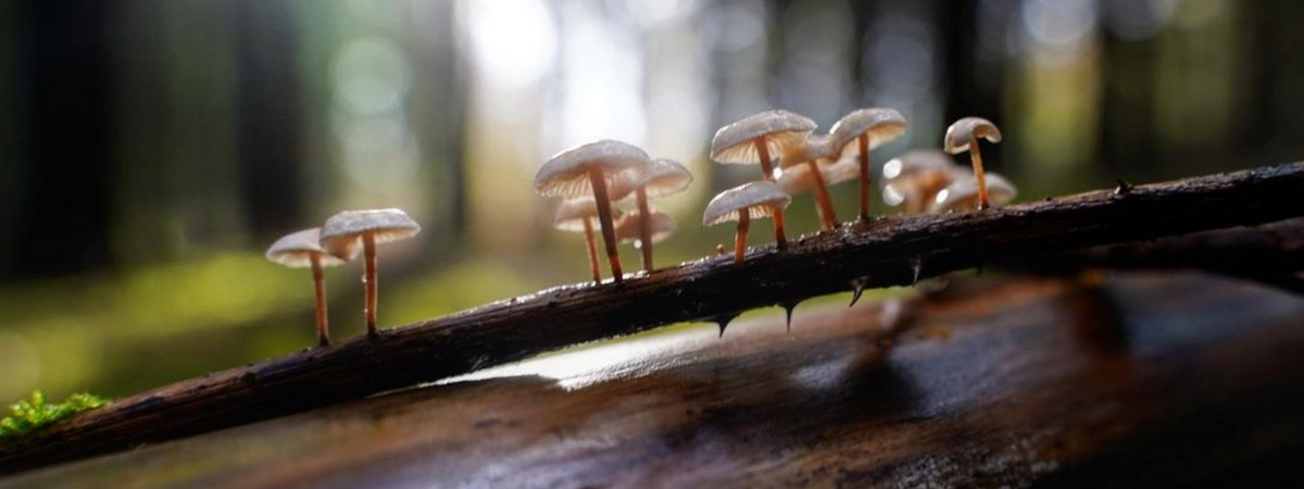 Field Mycology/Foraging