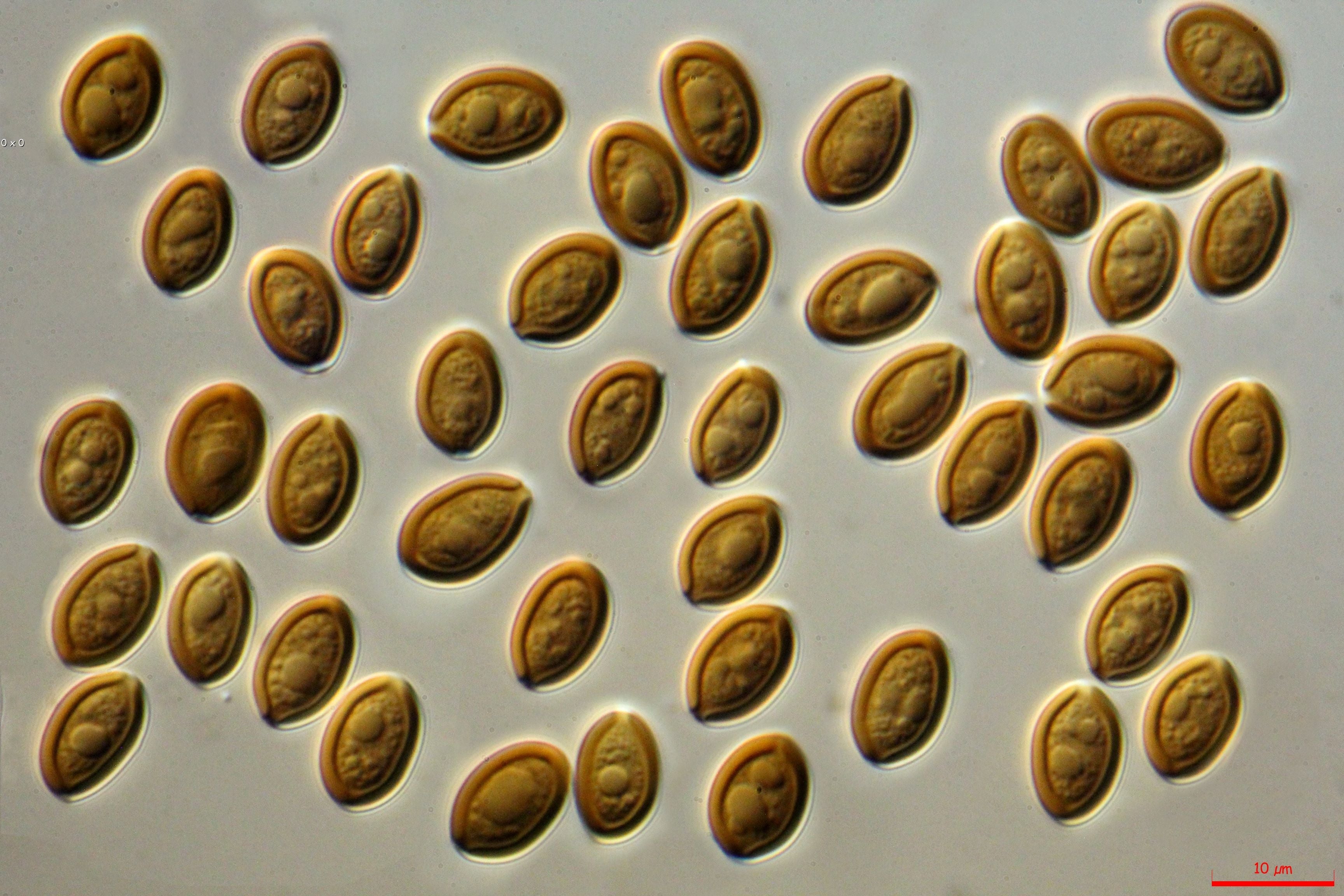 Microscopy Supplies
