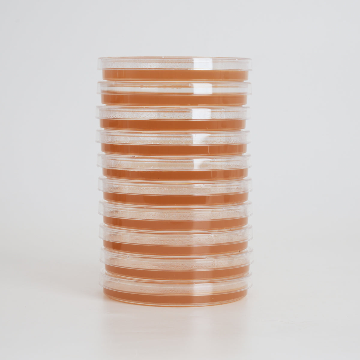 Antibiotika-Agar für Wildkulturen / Klone (10 Platten)