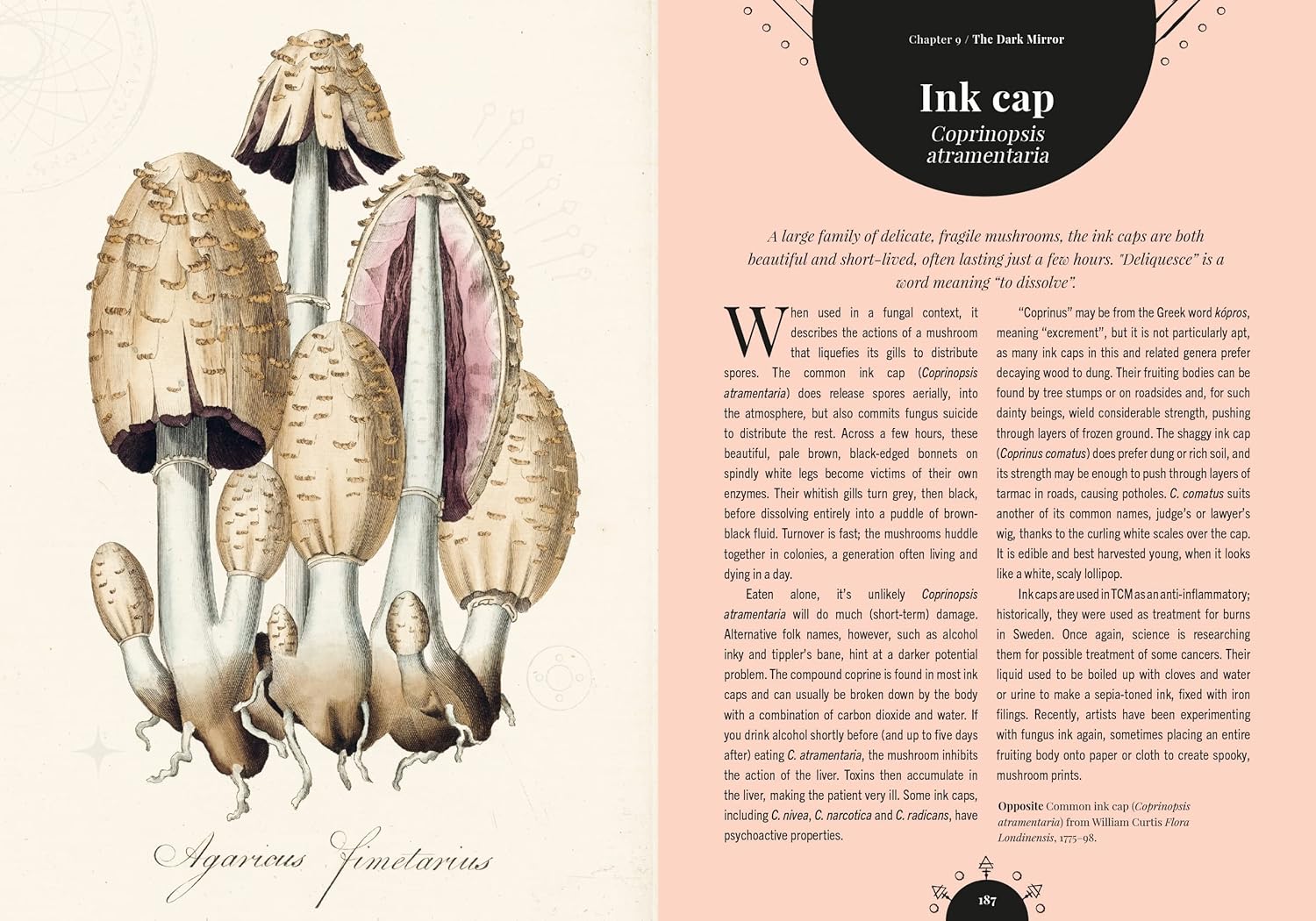 Kew - The Magic of Mushrooms : Fungi in folklore, superstition and traditional medicine