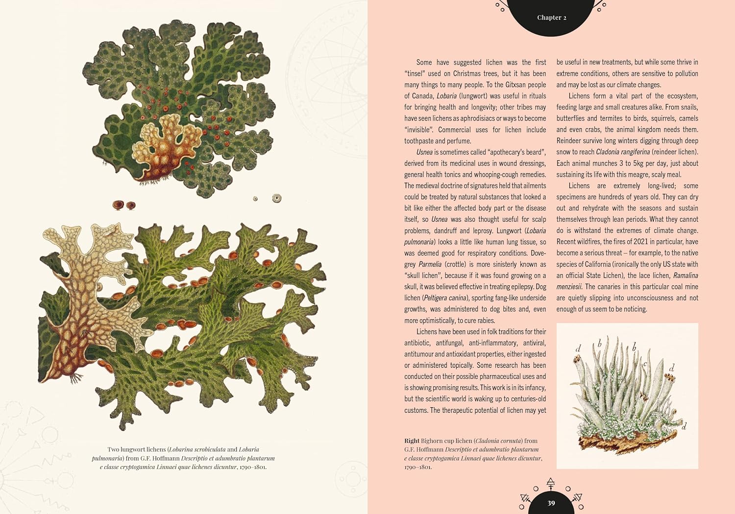 Kew - The Magic of Mushrooms : Fungi in folklore, superstition and traditional medicine