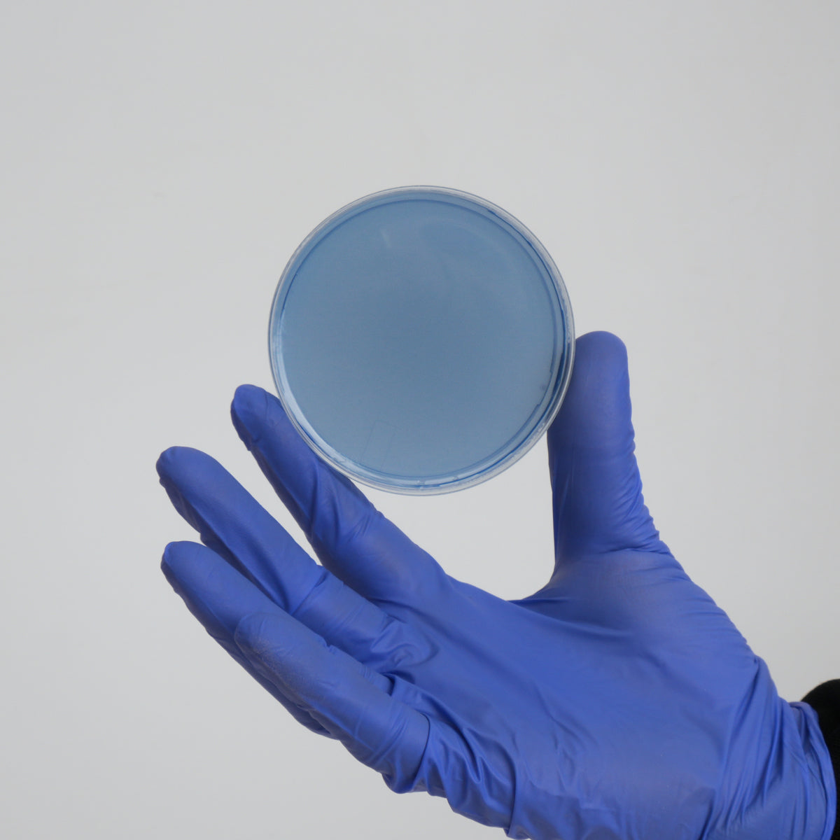 Blue Agar Plate