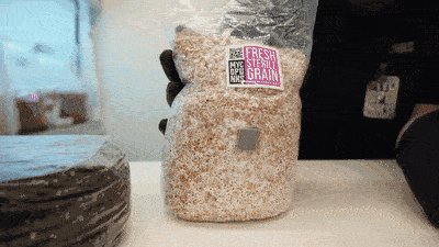 Step 8: Break up your mycelium