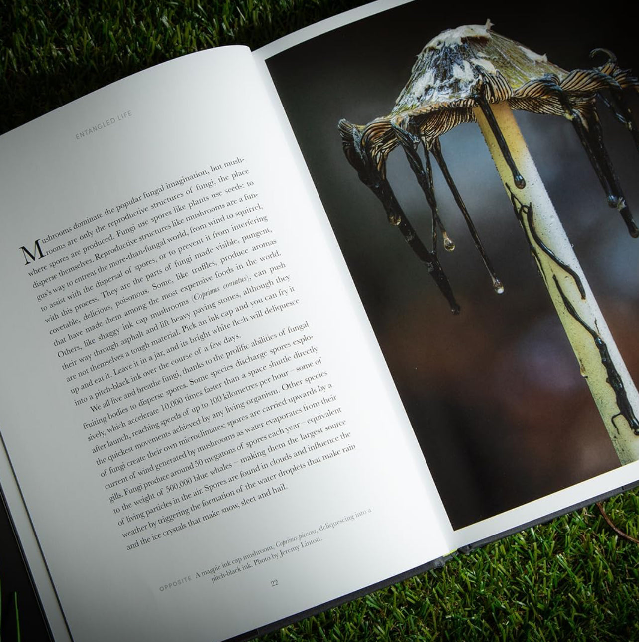 Entangled Life (The Illustrated Edition) : A beautiful new gift edition featuring 100 illustrations (Hardback)