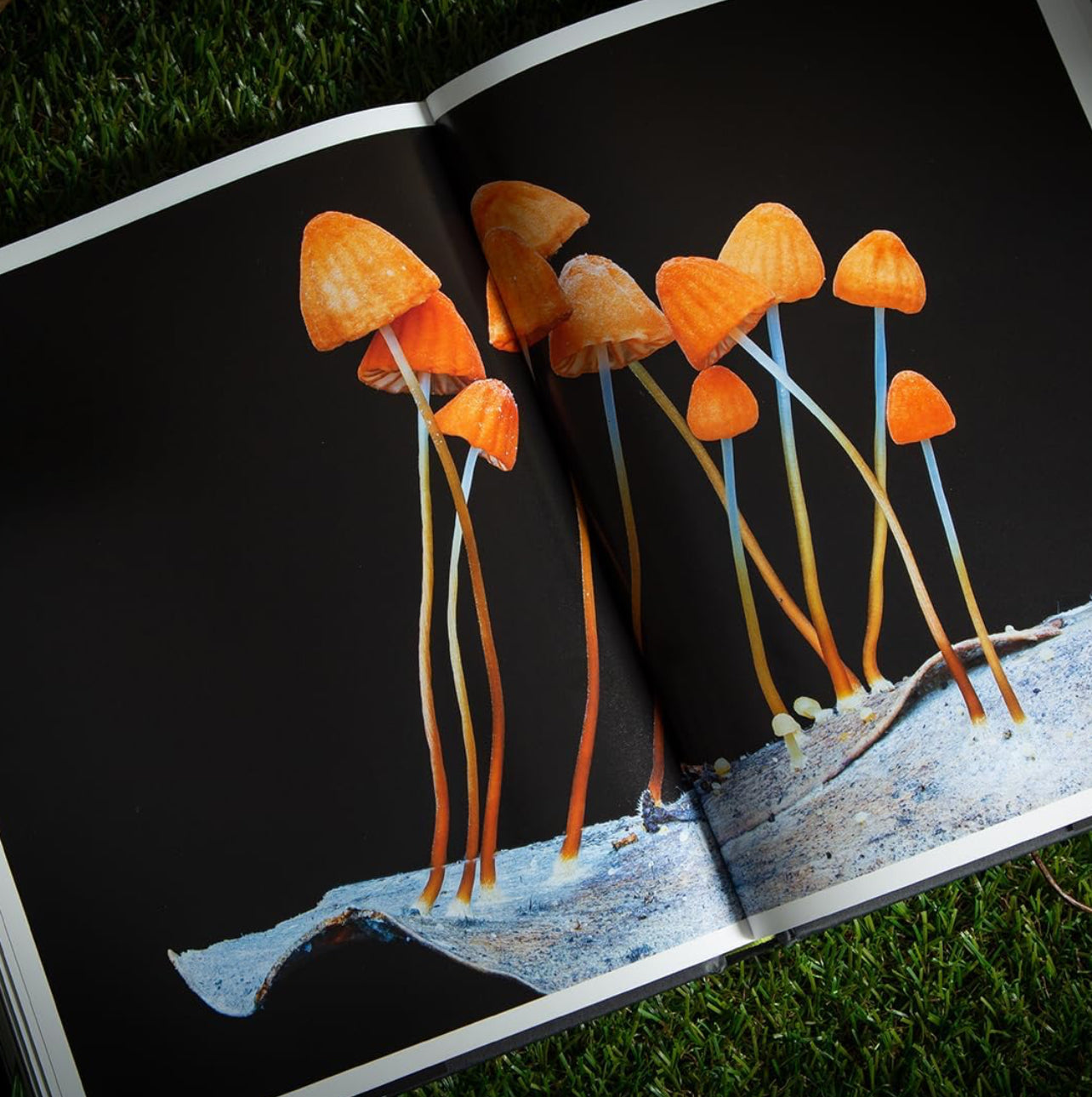 Entangled Life (The Illustrated Edition) : A beautiful new gift edition featuring 100 illustrations (Hardback)
