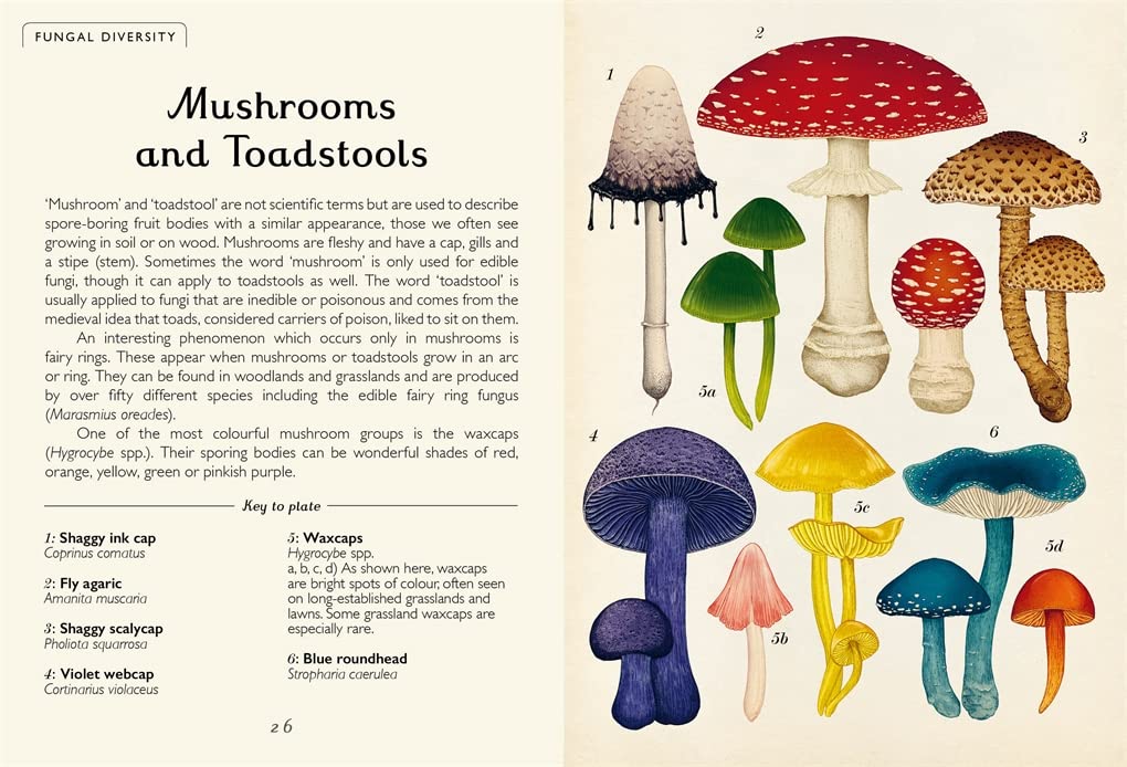 Fungarium (Willkommen im Museum) Gebundene Ausgabe