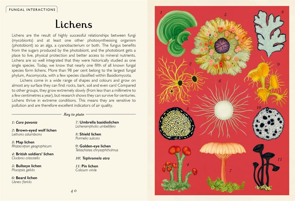 Fungarium (Willkommen im Museum) Gebundene Ausgabe