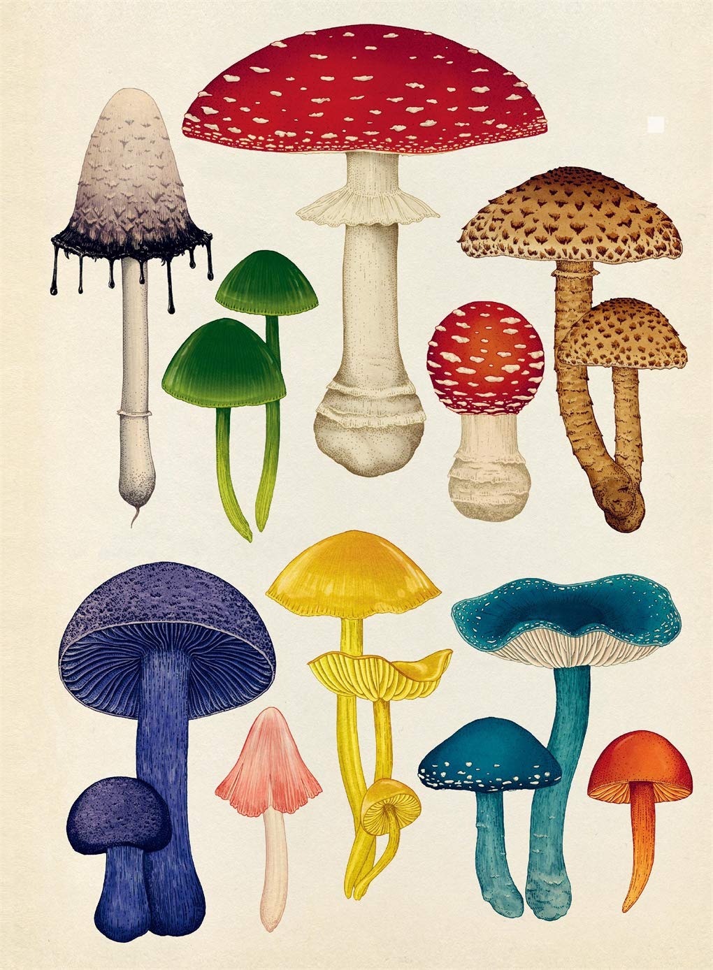 Fungarium (Willkommen im Museum) Gebundene Ausgabe