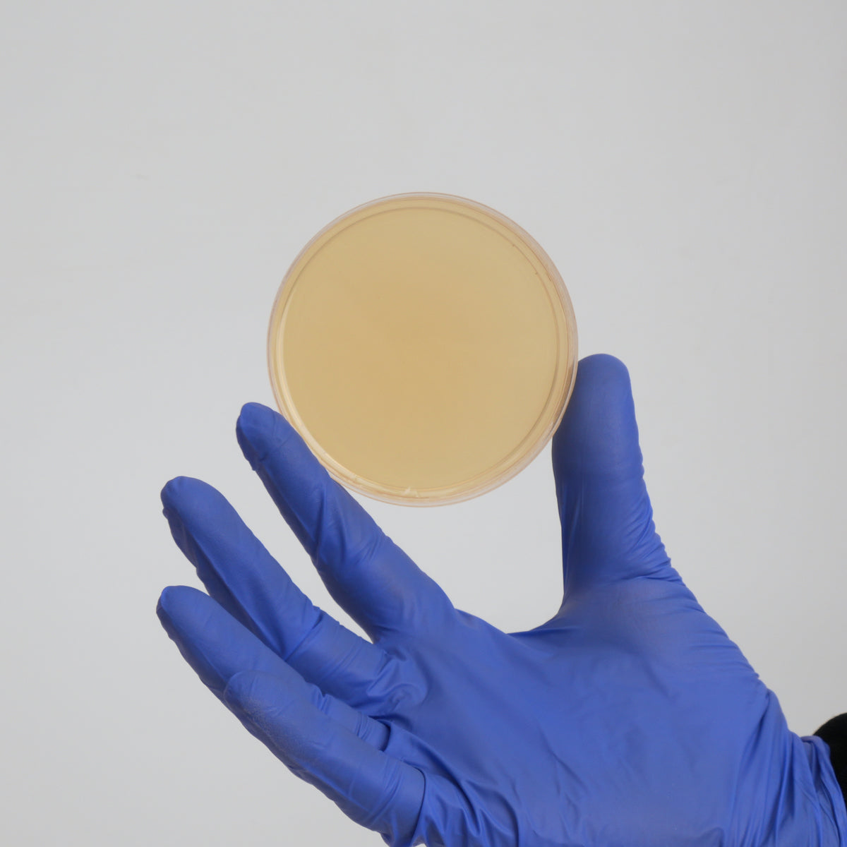 MycopPunks MEA agar plate being held up by a blue-gloved hand