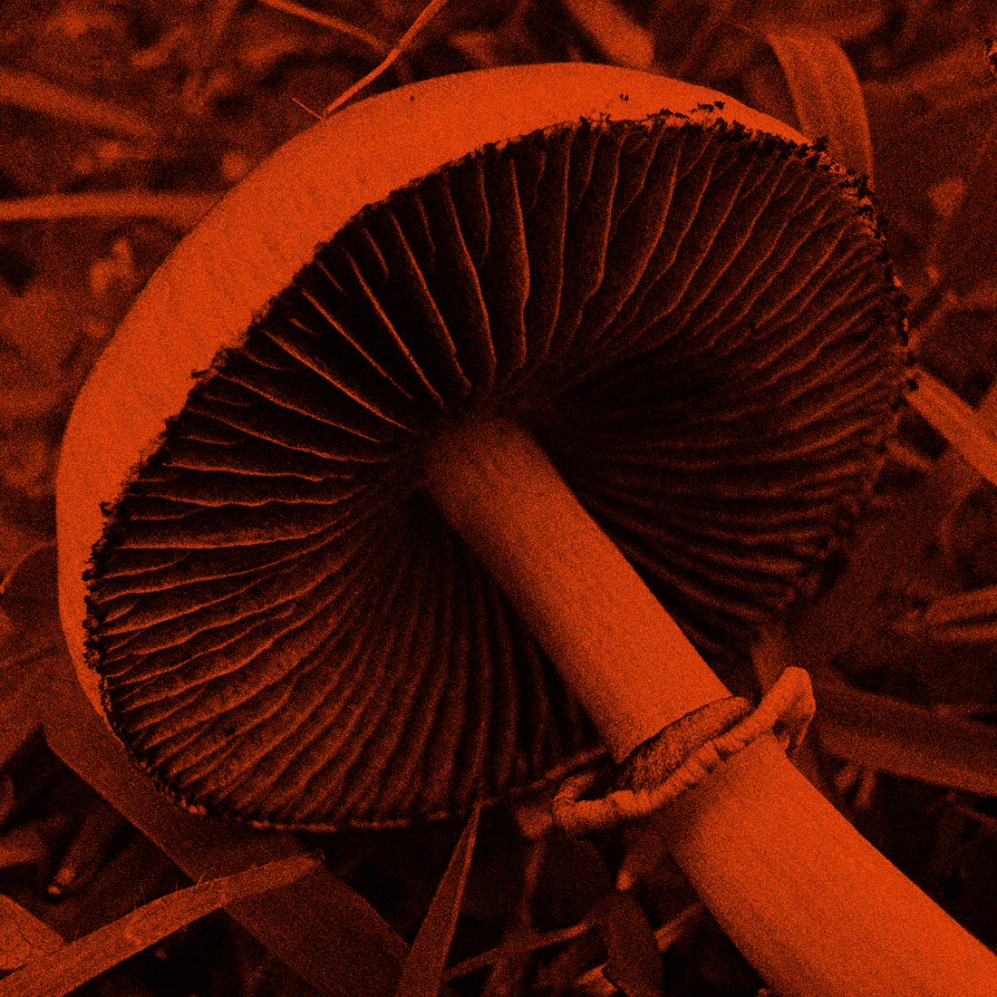 MycoPunks