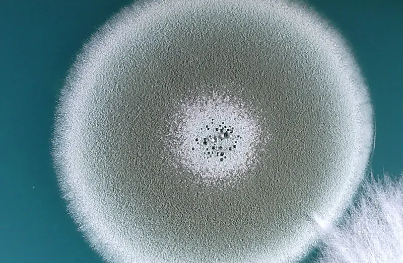 Penicillium