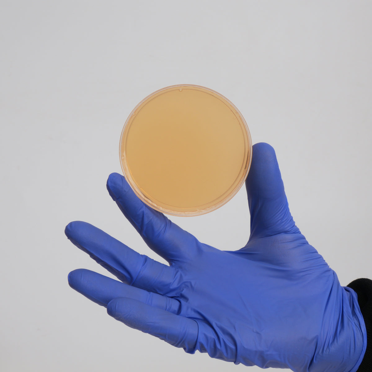 Malt Extract Yeast Agar with no added colouring