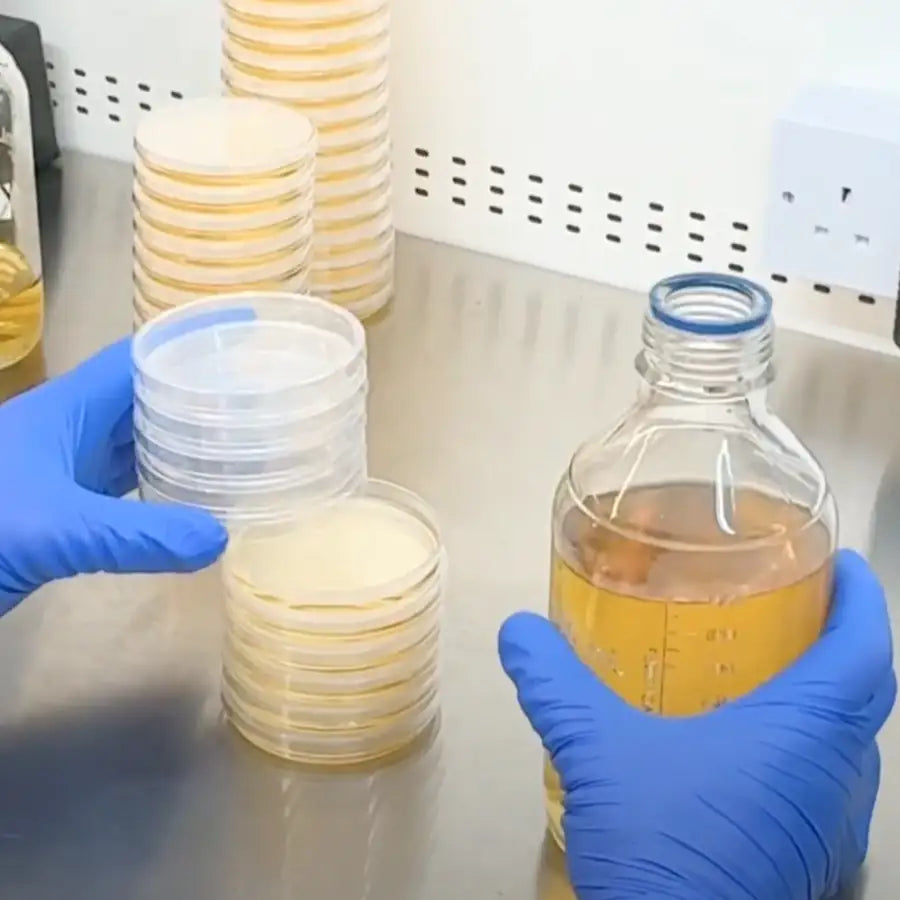 Behind the scenes : How we pour agar