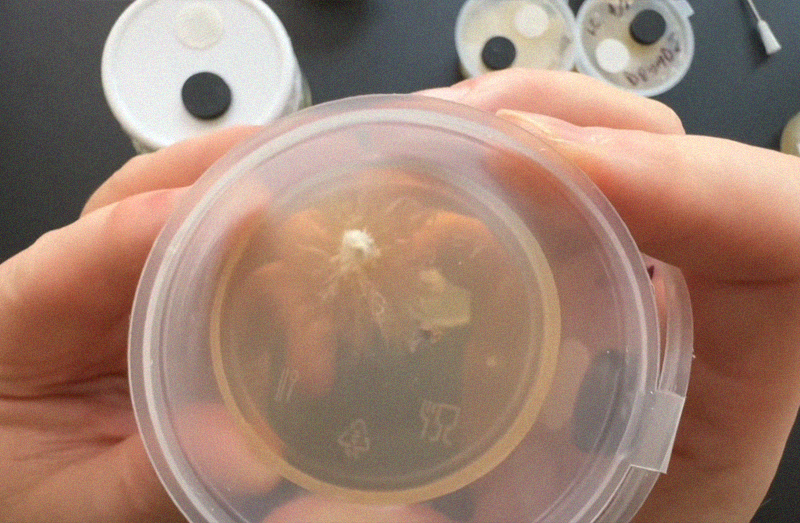 Myceliate