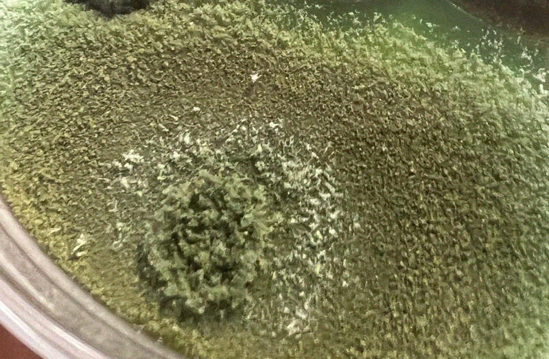 Trich