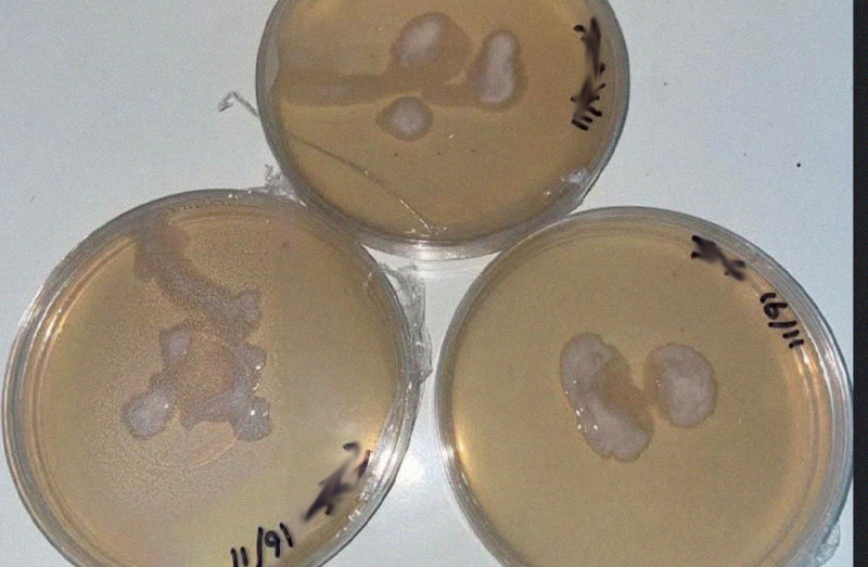 Bacterial