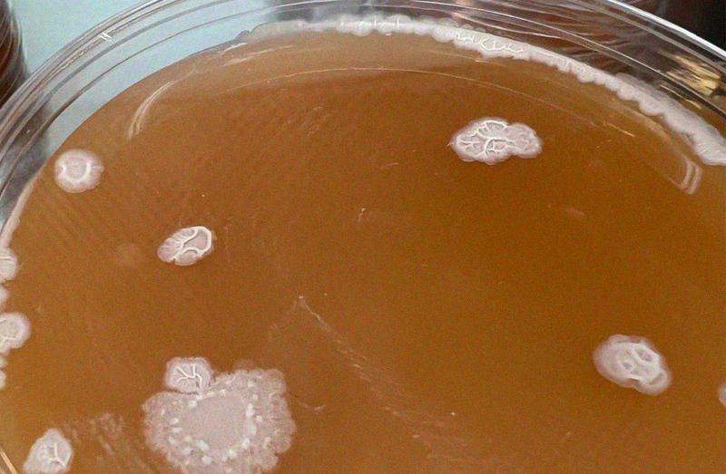 Yeast