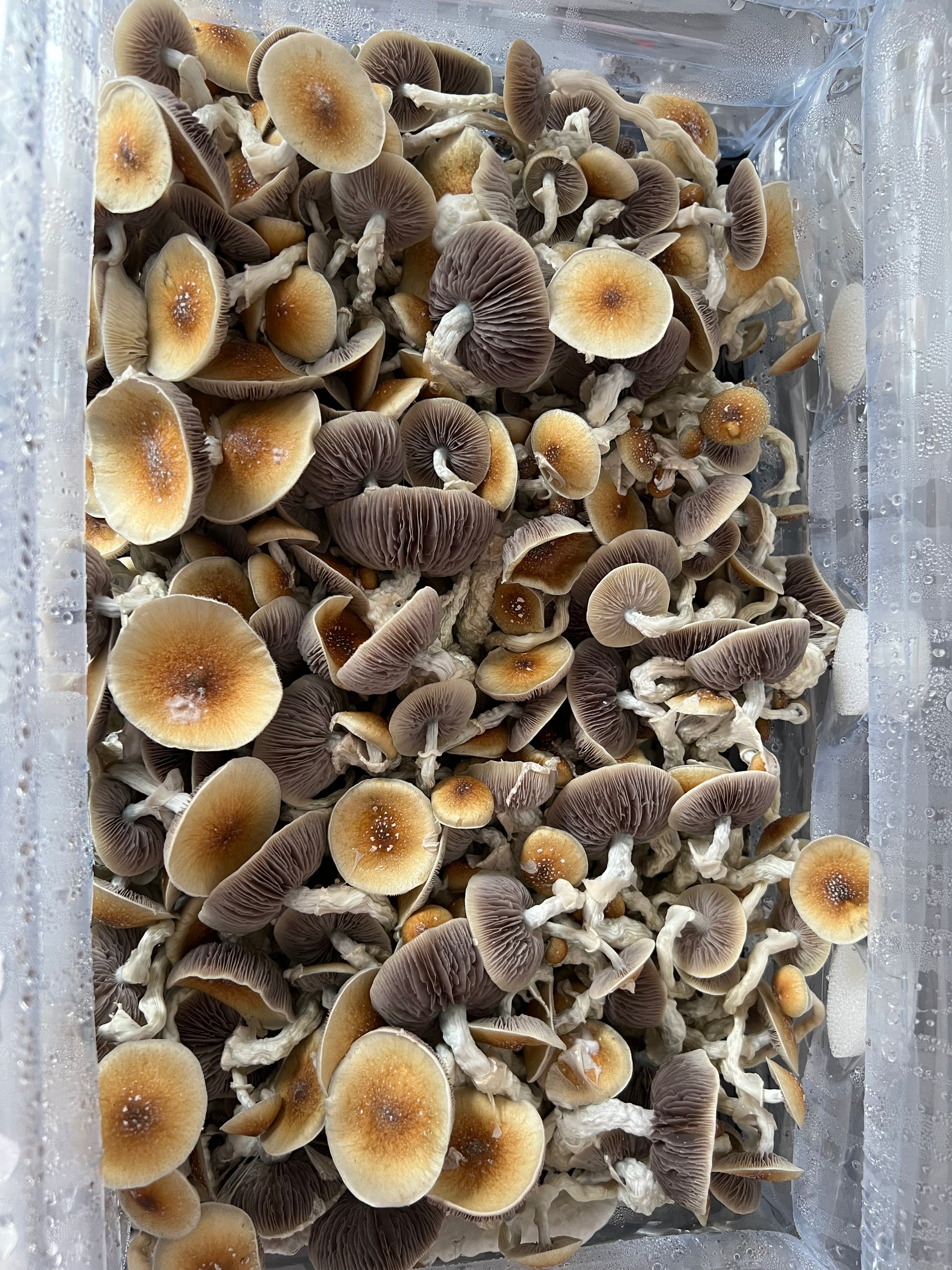 A massive canopy of mushrooms grown in a Boomer Shroomer tub