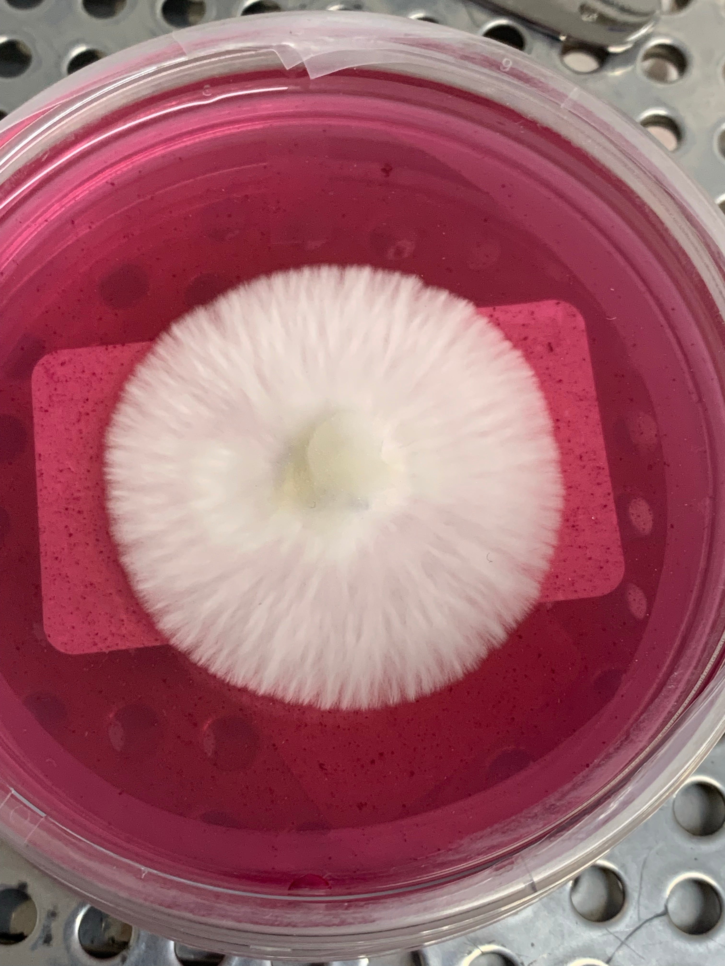 Mycelium growing on agar plate